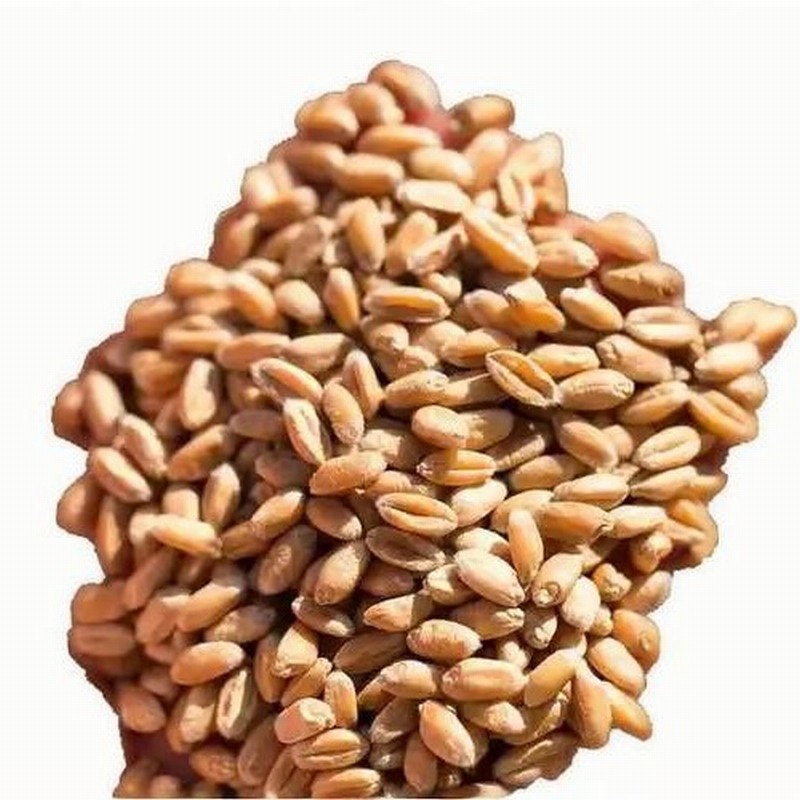 深圳光明配送生鲜蔬菜